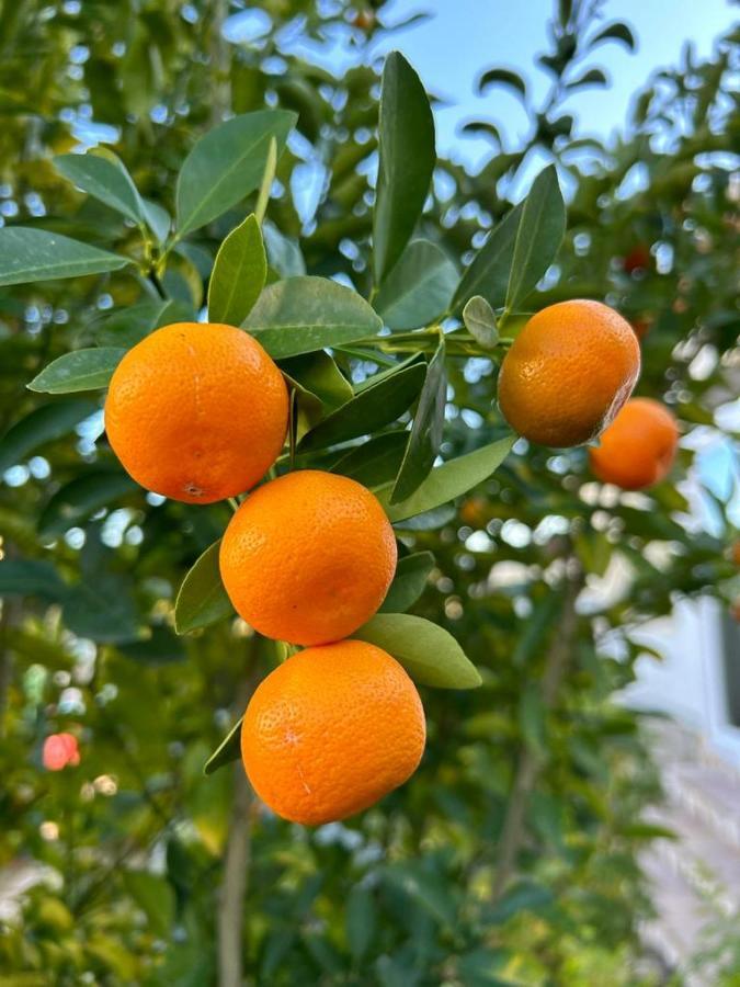 فندق Casa Feliz Beniarbeig المظهر الخارجي الصورة